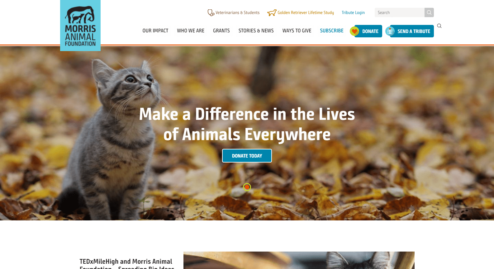 Morris Animal Foundation Morris Animal Foundation