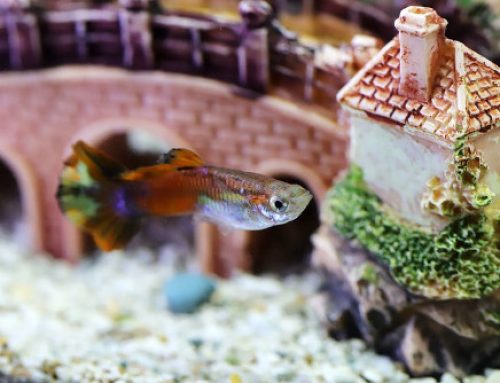 A Beginner’s Guide to Starting a Fish Tank