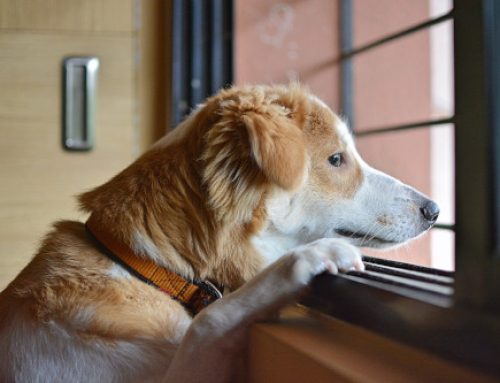 Separation Anxiety in Dogs